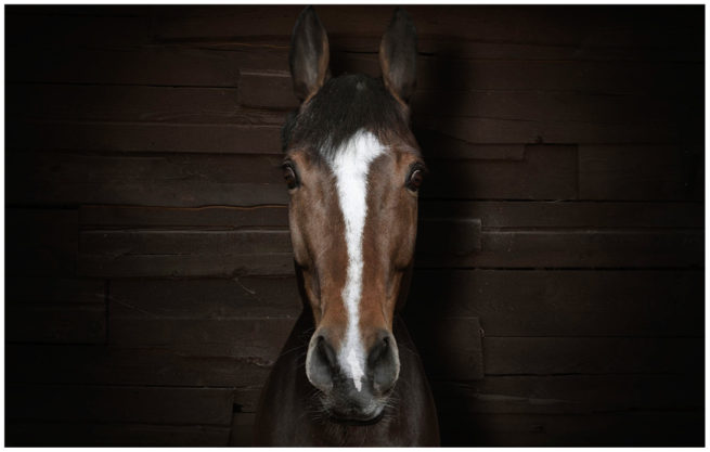 Portrait von einem braunen Pferd vor einem braunen Holzhintergrund