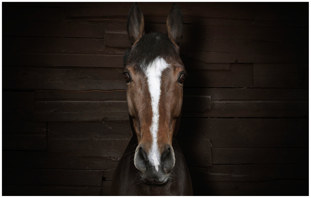 Portrait von einem braunen Pferd vor einem braunen Holzhintergrund