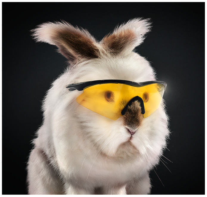 Weisses flauschiges Kaninchen mit gelber Sportbrille