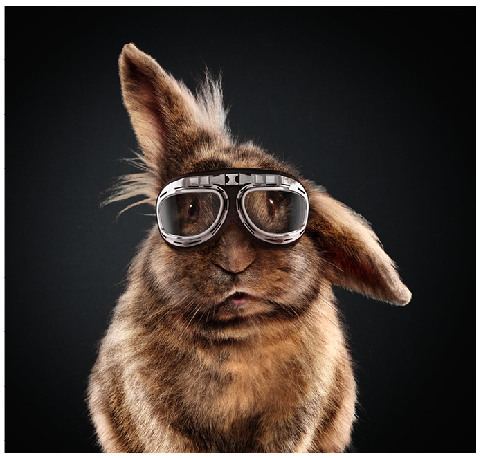 braunes Kaninchen mit Fliegerbrille