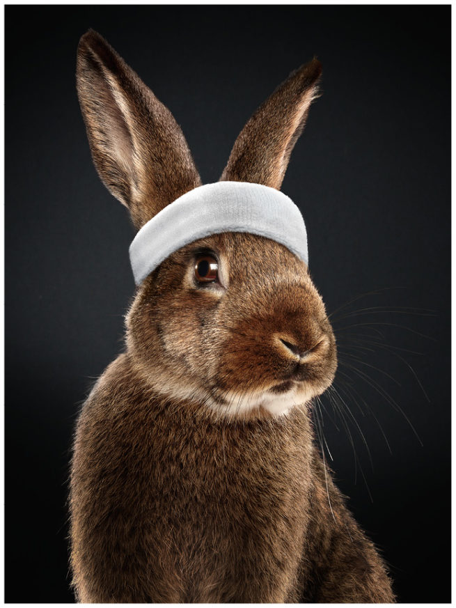 braunes Kaninchen mit weissem Stirnband