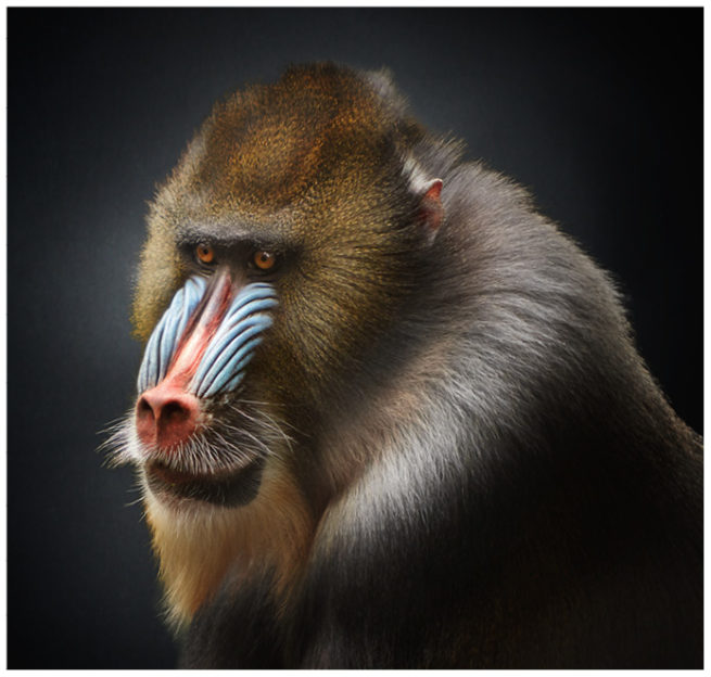 Portrait von einem Mandrill vor schwarzem Hintergrund