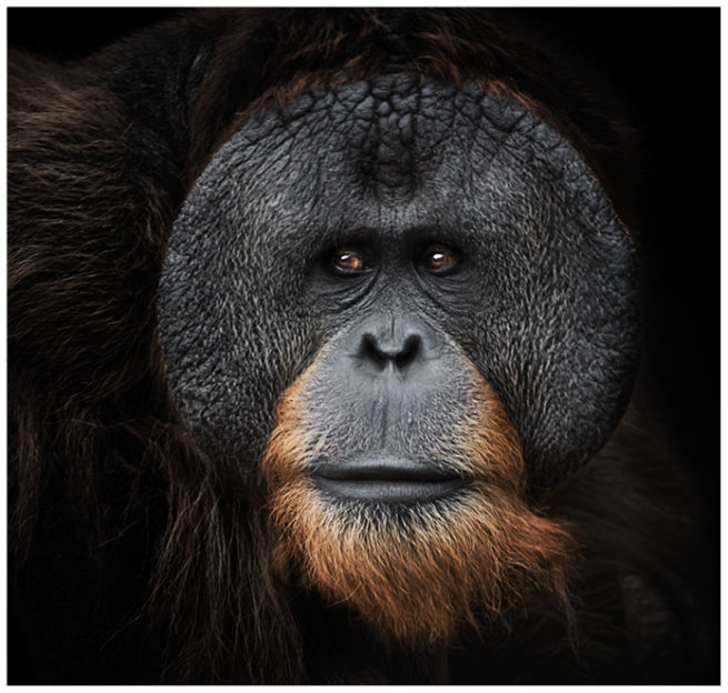 Portrait von einem Orang Utan vor schwarzem Hintergrund