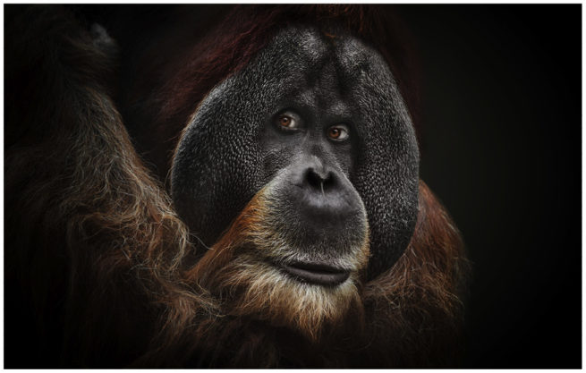Portrait von einem Orang Utan vor schwarzem Hintergrund