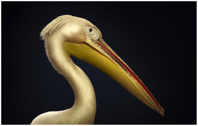 Portrait von einem Pelikan vor schwarzem Hintergrund