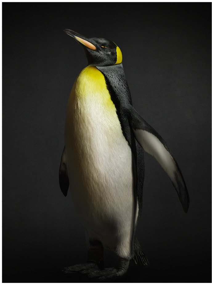 Portrait von einem Pinguin vor schwarzem Hintergrund
