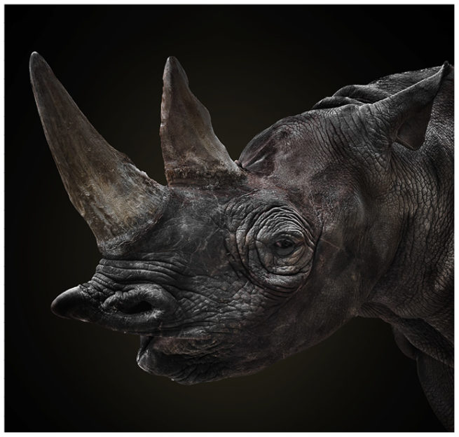 Portrait von einem Nashorn vor schwarzem Hintergrund