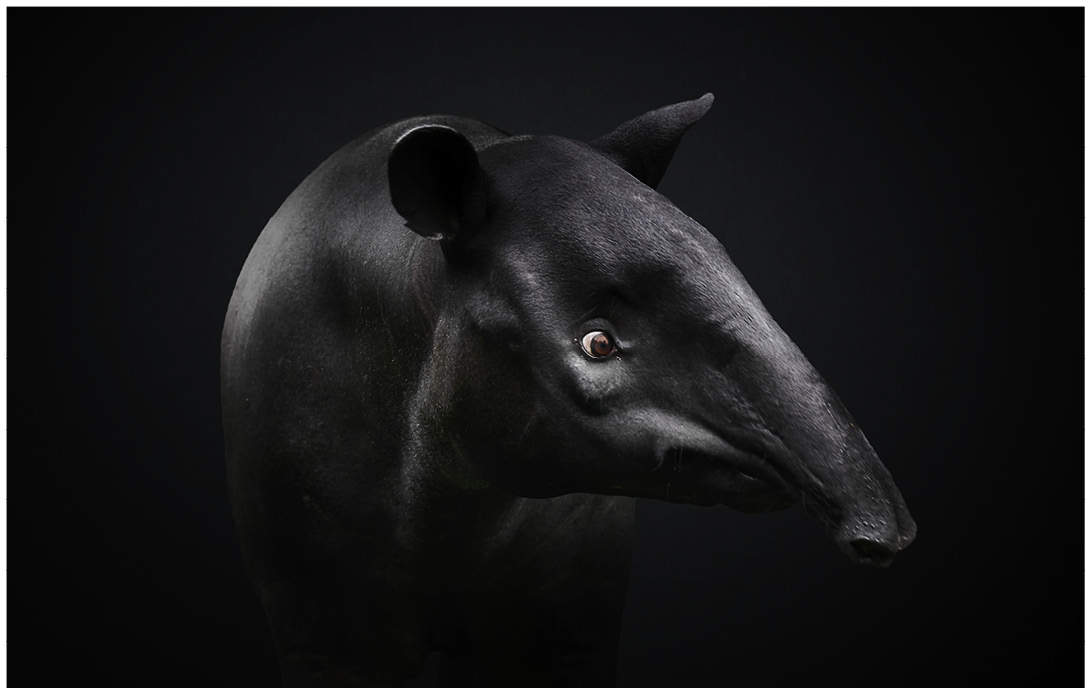 Portrait von einem Tapir vor schwarzem Hintergrund