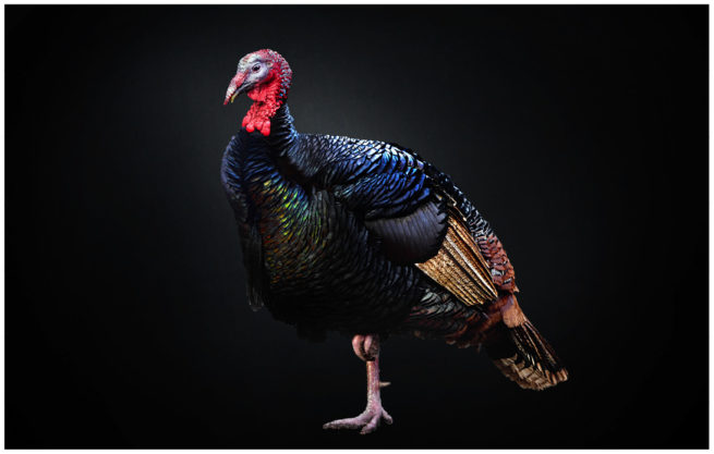 Portrait von einem Truthahn vor schwarzem Hintergrund