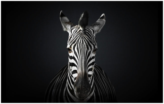 Portrait von einem Zebra vor schwarzem Hintergrund