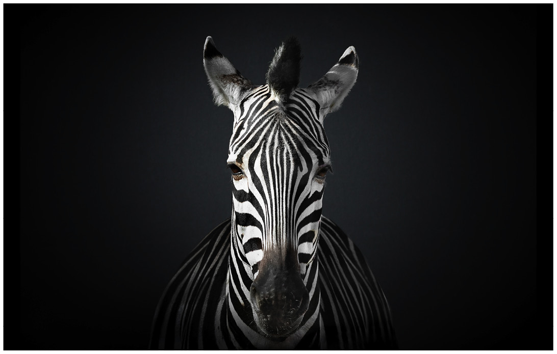 Portrait von einem Zebra vor schwarzem Hintergrund