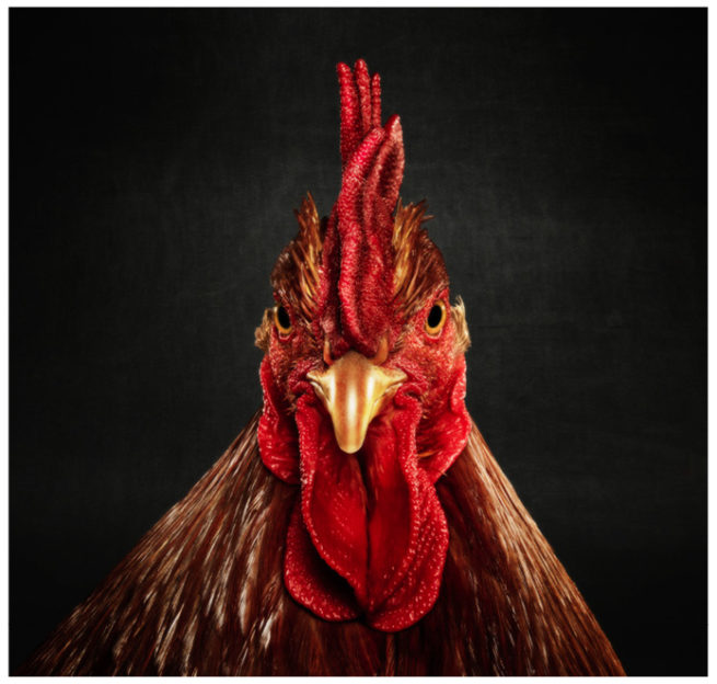 Portrait von einem braunen Haushuhn vor schwarzem Hintergrund