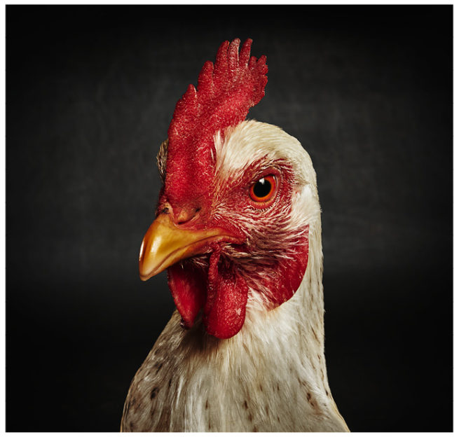 Portrait von einem weissen Haushuhn vor schwarzem Hintergrund