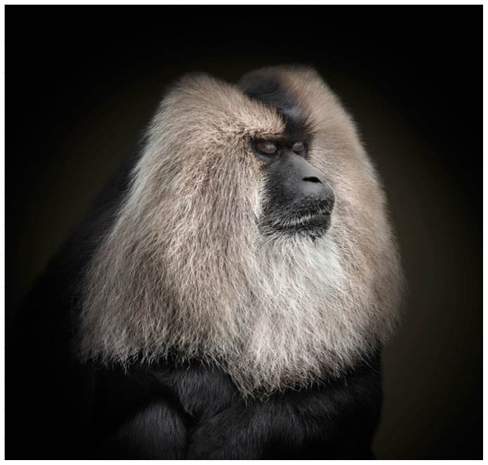 Portrait eines schwarzen Affen mit weissem Gesichtshaar vor schwarzem Hintergrund