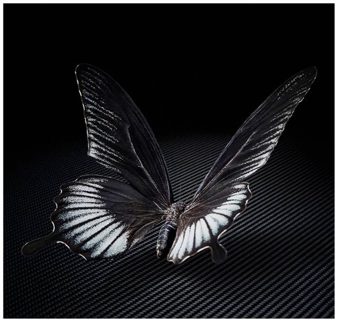 Schwarz weisser Schmetterling auf Carbonplatte vor schwarzem Hintergrund im Studio