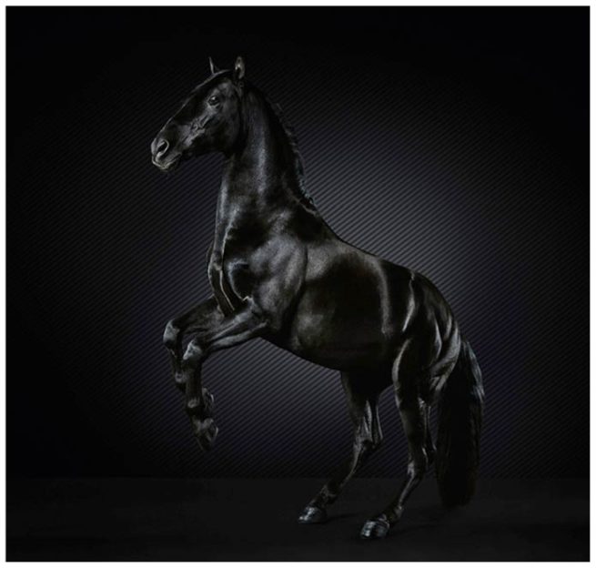 Schwarzer Hengst vor schwarzer Carbonwand im Studio