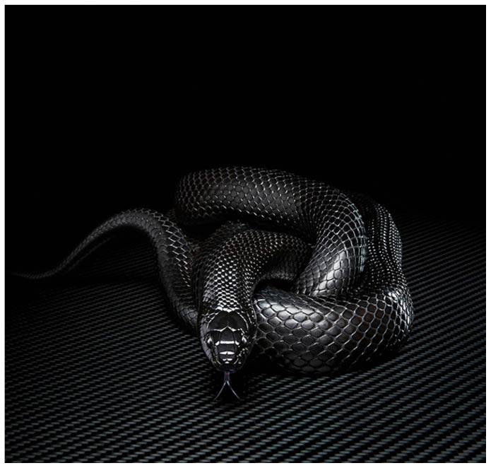 Schwarze Schlange auf Carbonplatte vor schwarzem Hintergrund im Studio