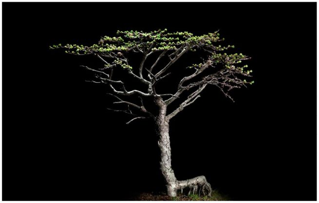 Studiofoto von einem Bonsai vor schwarzem Hintergrund