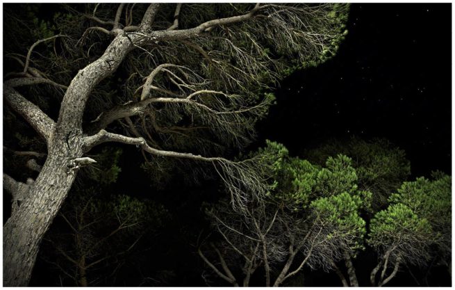 Kapstadt Bäume bei Nacht