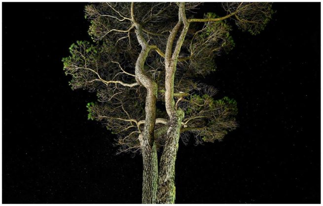 Kapstadt Bäume bei Nacht