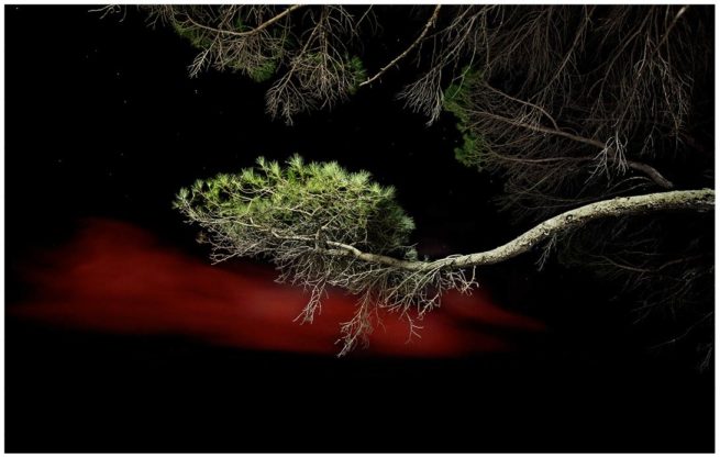 Kapstadt Bäume bei Nacht