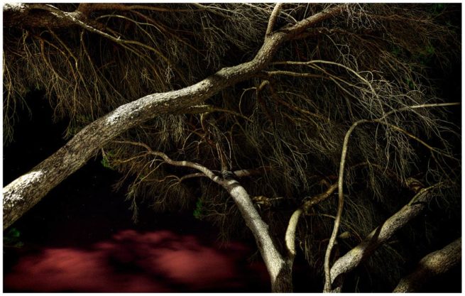 Kapstadt Bäume bei Nacht