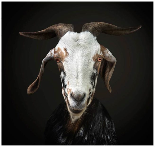 Portrait von einer braun weiss schwarz gefleckten Ziege vor schwarzem Hintergrund