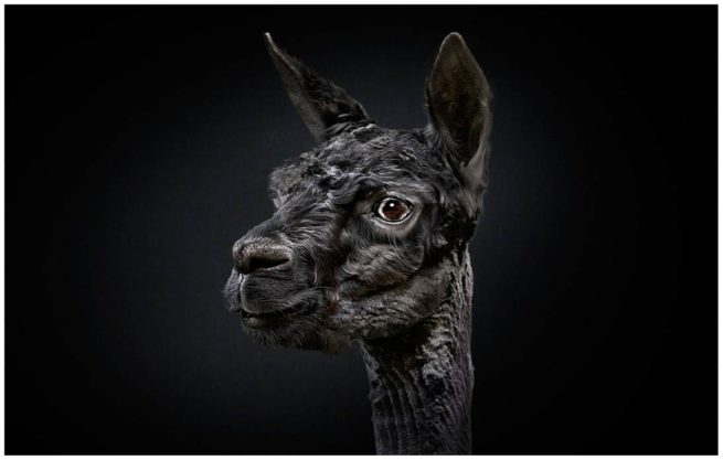 Portrait von einem schwarzen Lama vor schwarzem Hintergrund