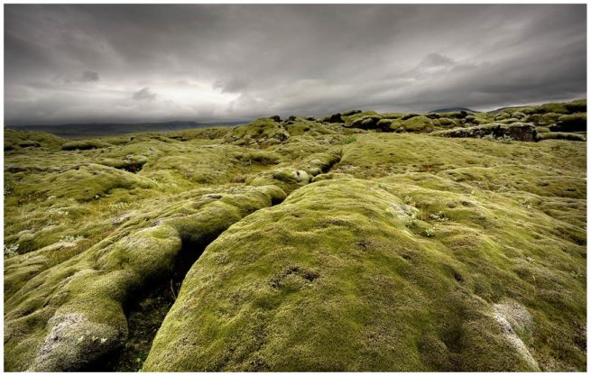 Mit Moos bewachsener Boden auf Island