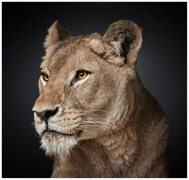 Portrait von einem Löwenweibchen vor schwarzem Hintergrund