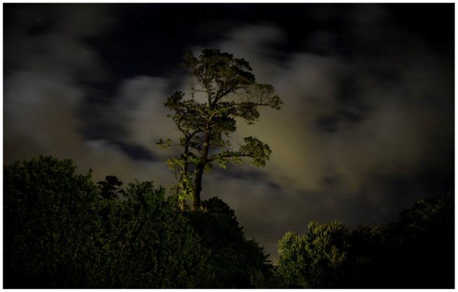 Nachtaufnahme eines zitternden Baums