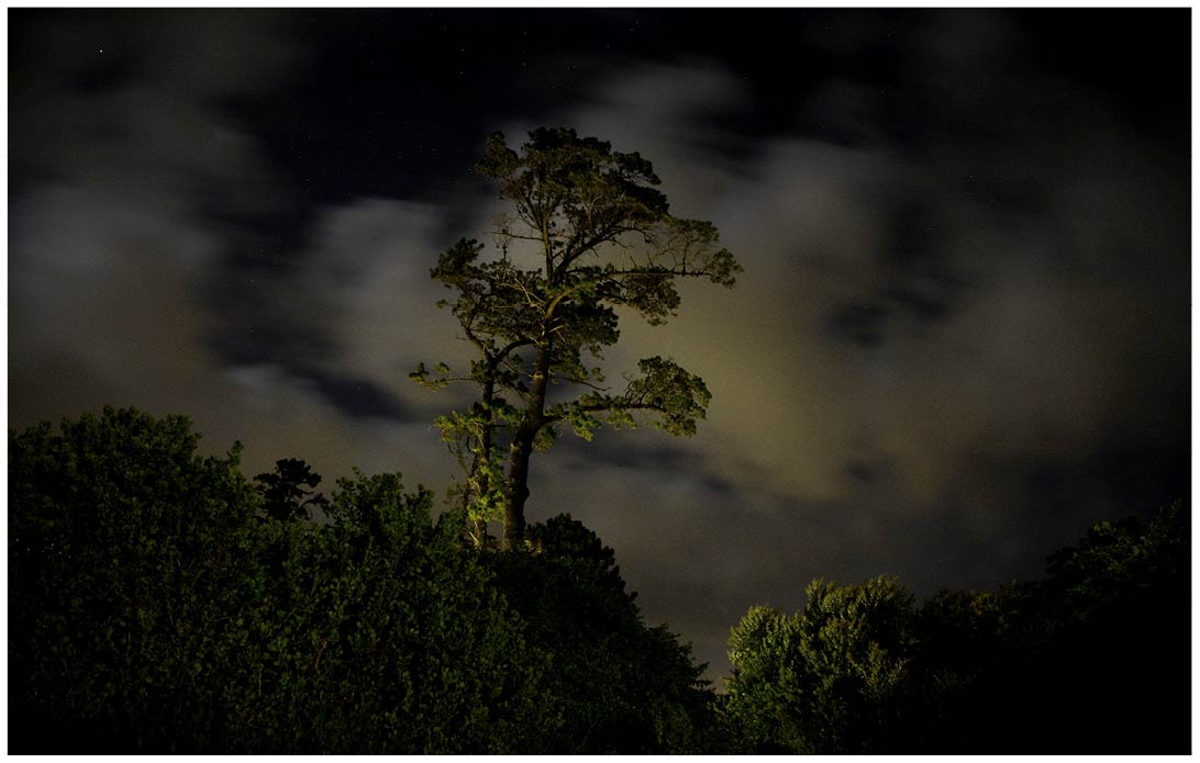 Nachtaufnahme eines zitternden Baums