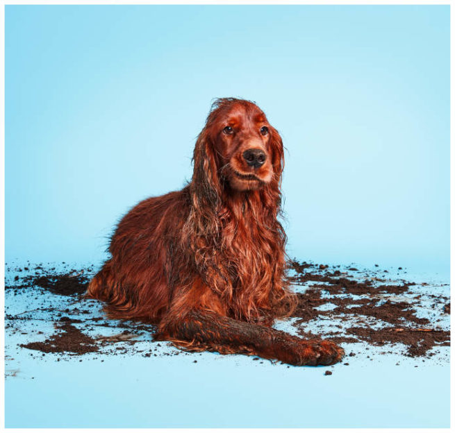 Studiofoto von einem dreckigen Irish Setter der peinlich berührt schaut