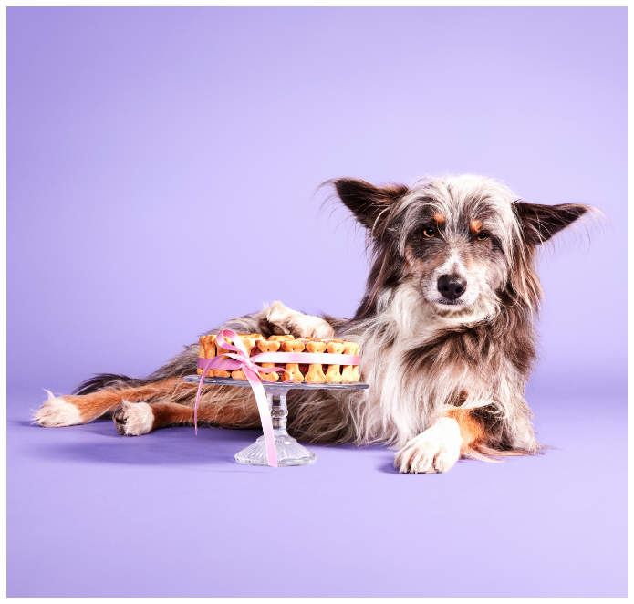 Studiofoto von einem Hund mit einer Geburtstagstorte