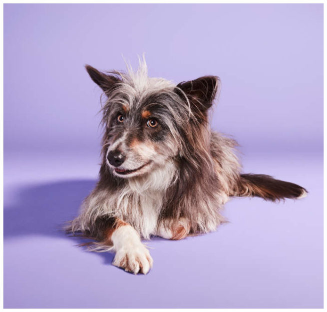 Studiofoto von einem Hund der entspannt auf dem Boden liegt und in die Kamera schaut