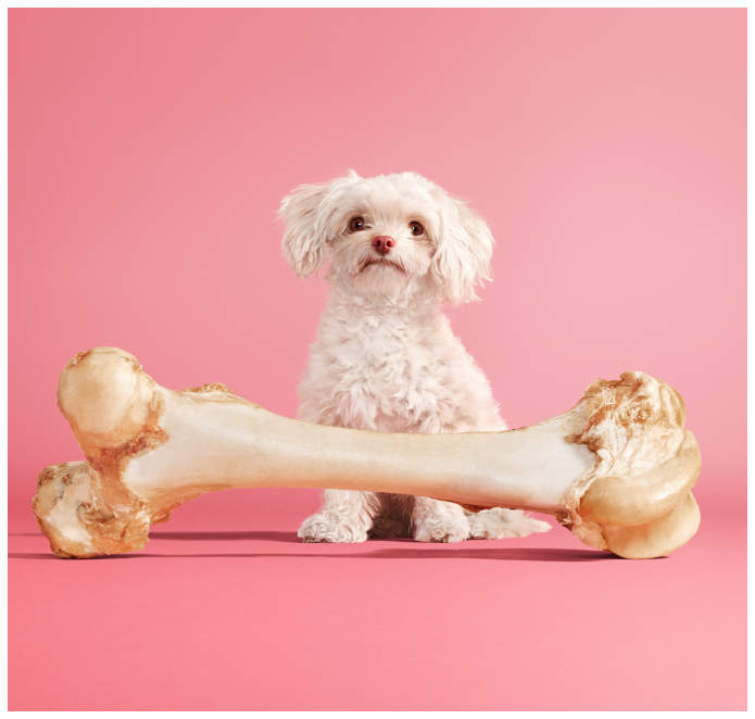 Studiofoto von einem kleinen weissen Shih Tzu Hund mit einem riesigen Knochen vor sich