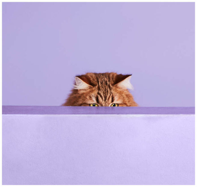 Studiofoto von einer Katze die lauernd über die Kante einer Kiste schaut