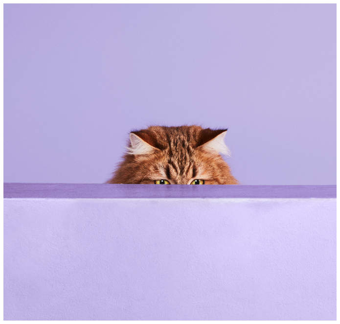 Studiofoto von einer Katze die lauernd über die Kante einer Kiste schaut