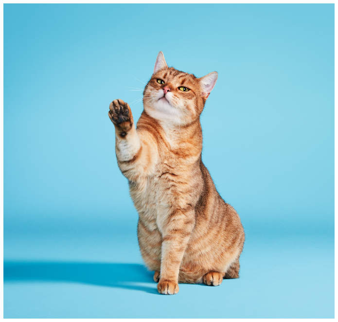 Studiofoto von einer Katze die ihre Pfote zum High Five Gruß hebt