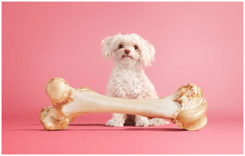 Studiofoto von einem kleinen weissen Hund mit einem riesigen Knochen vor sich