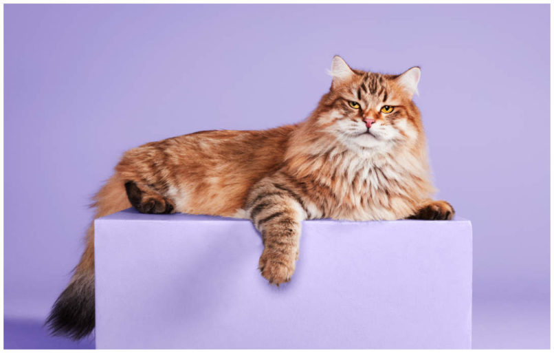 Studiofoto von einer norwegischen Wildkatze die auf einer Kiste liegt und gelangweilt in die Kamera schaut