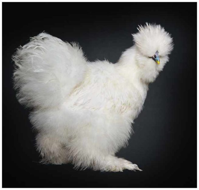 Studio Portrait von einem weissen Seidenhuhn vor schwarzem Hintergrund