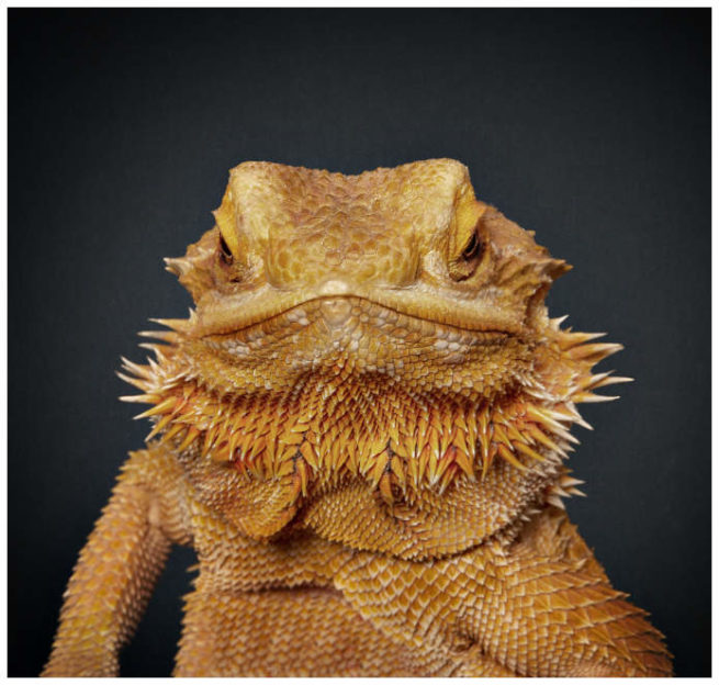 Studio Portrait von einer Bartagame vor schwarzem Hintergrund