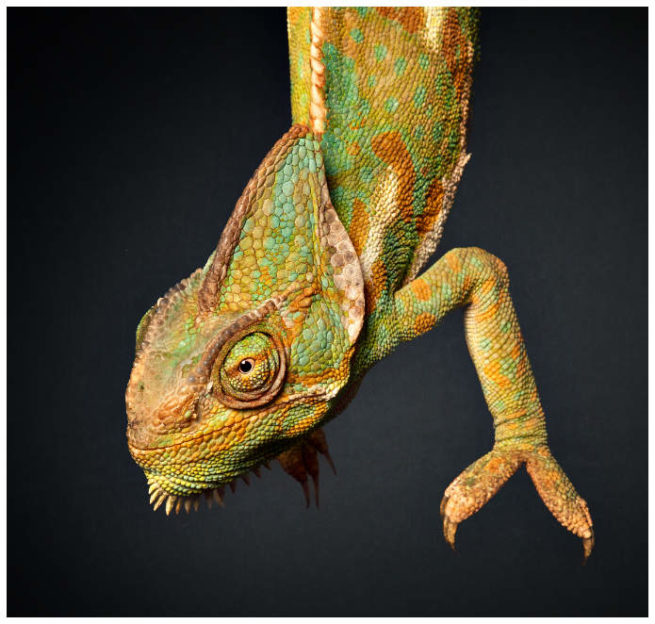 Studio Portrait von einem hängenden Chamäleon vor schwarzem Hintergrund