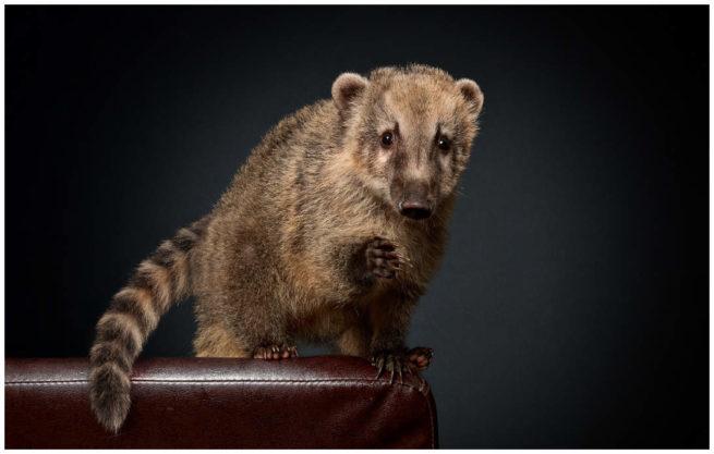 Studio Portrait von einem Nasenbär vor schwarzem Hintergrund