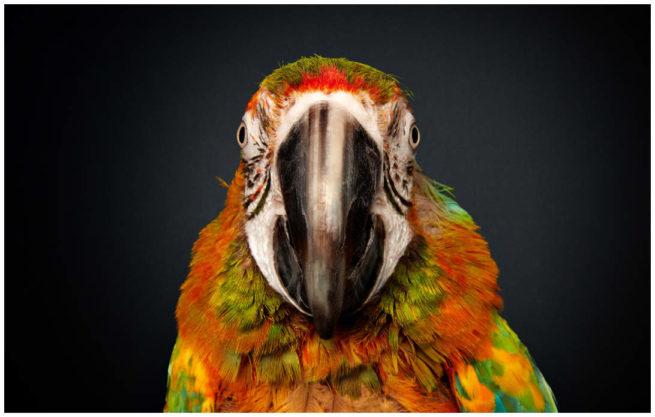 Studio Portrait von einem Ara vor schwarzem Hintergrund