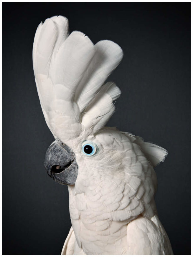 Studio Portrait von einem Weisshaubenkakadu vor schwarzem Hintergrund