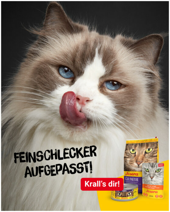 Katze vor schwarzem Hintergrund schleckt ihr Maul, Josera Katzenkampagne