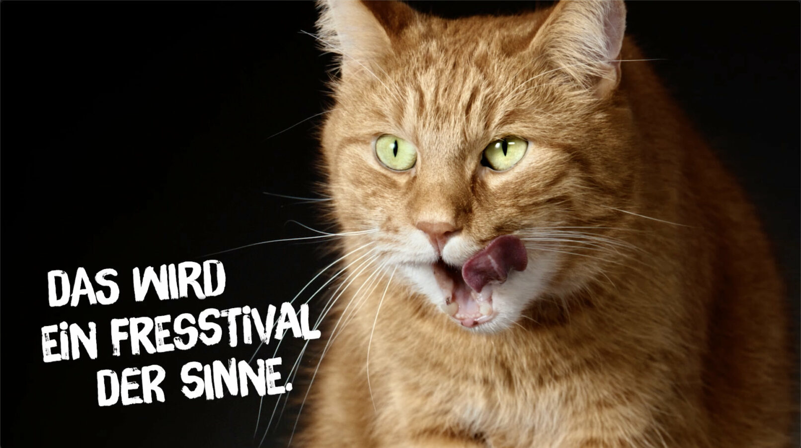 Katze vor schwarzem Hintergrund schleckt ihr Maul, Josera Katzenkampagne